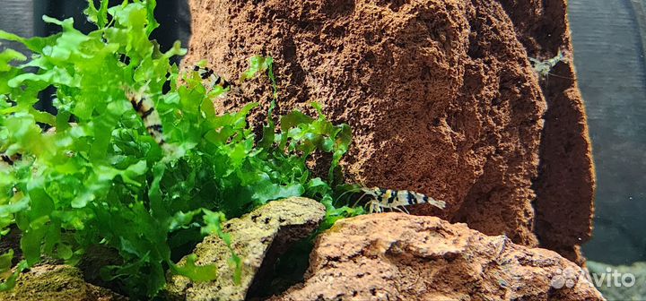 Аквариумные креветки