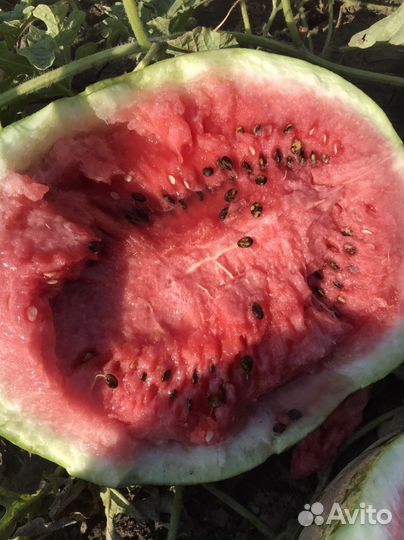 Арбуз прадюсор