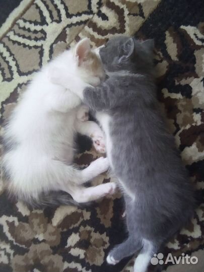 Отдам в добрые руки