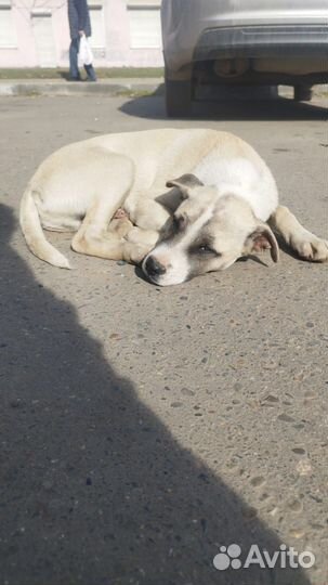 Щенок ищет дом