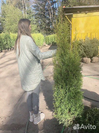 Туя брабант экстра