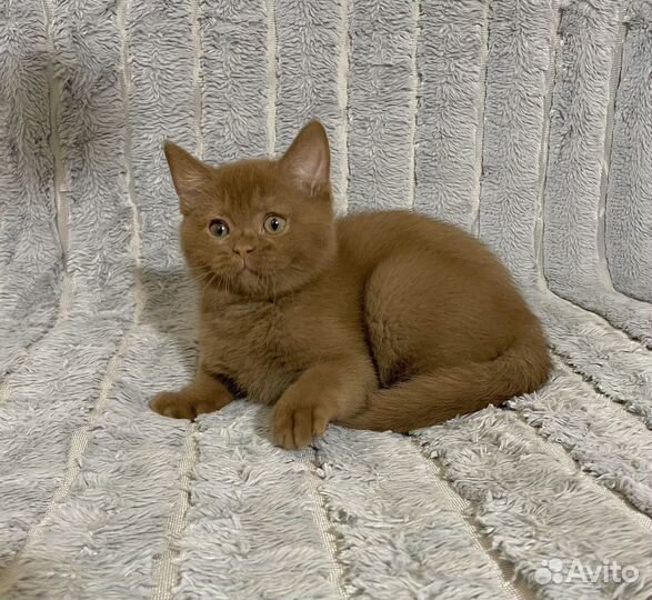 Циннамон. Британский мальчик