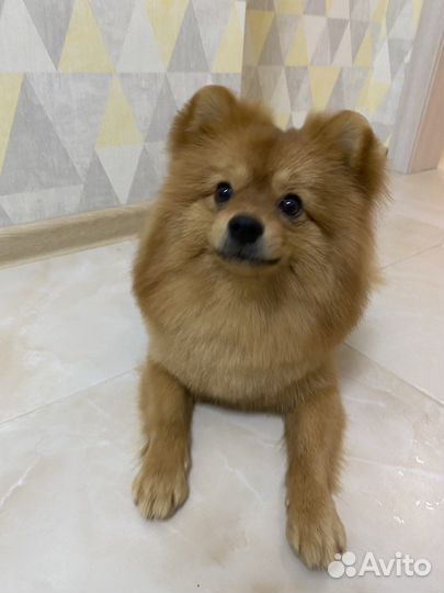 Немецкий шпиц вязка