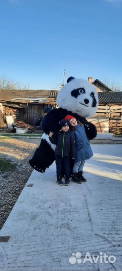 Поздравление Белый Медведь/ Панда/ Чебурашка