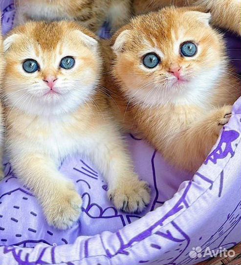 Шотландские вислоухие и прямоухие котята