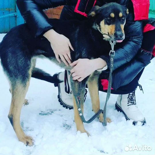 Собака Милочка