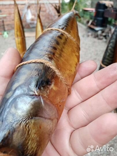 Скумбрия горячего копчения