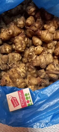 Топинамбур клубни