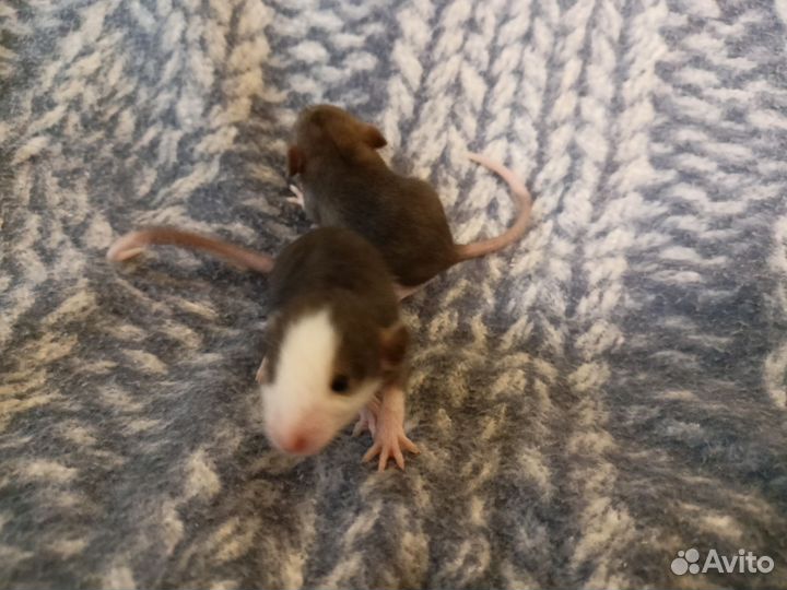 Крысы дамбо девочки Рекс и стандарт
