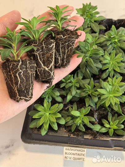 Черенки калибрахоа в кассетах