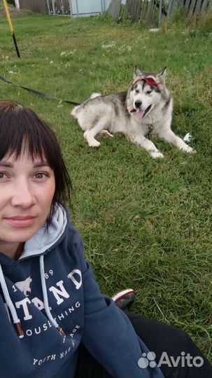 Аляскинский маламут