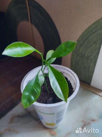 Лимон и хавортия