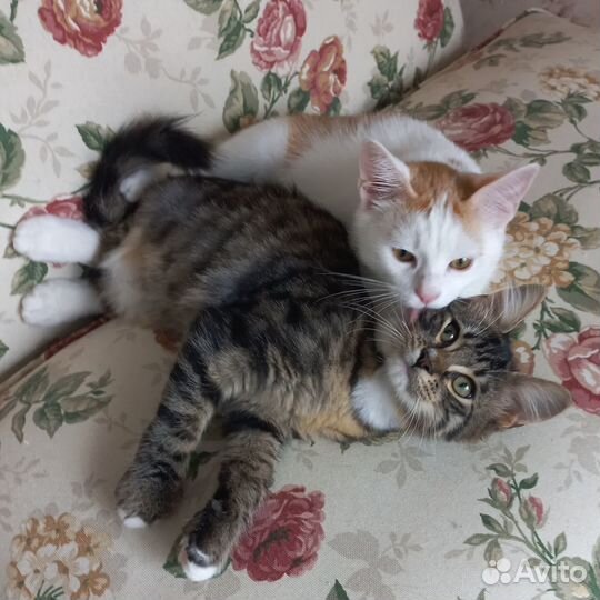 Котенок мальчик