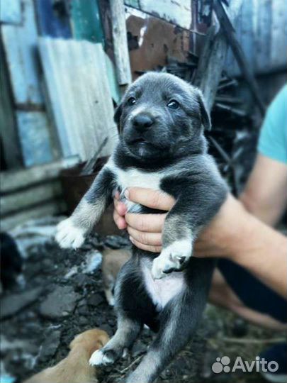 Щенки метисы в добрые руки