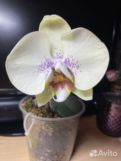 Орхидеи фаленопсис подростки