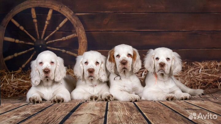 Щенки кламбер спаниеля
