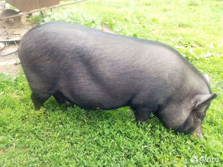 Козел зааненский и Вьетнамские вислобрюхие поросен