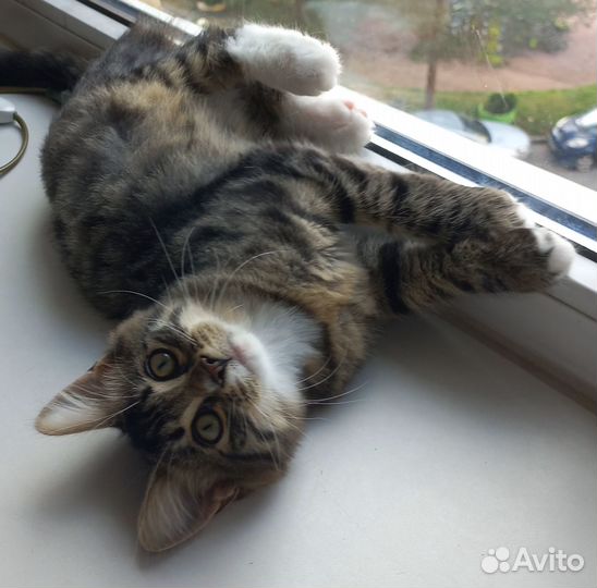 Котенок мальчик