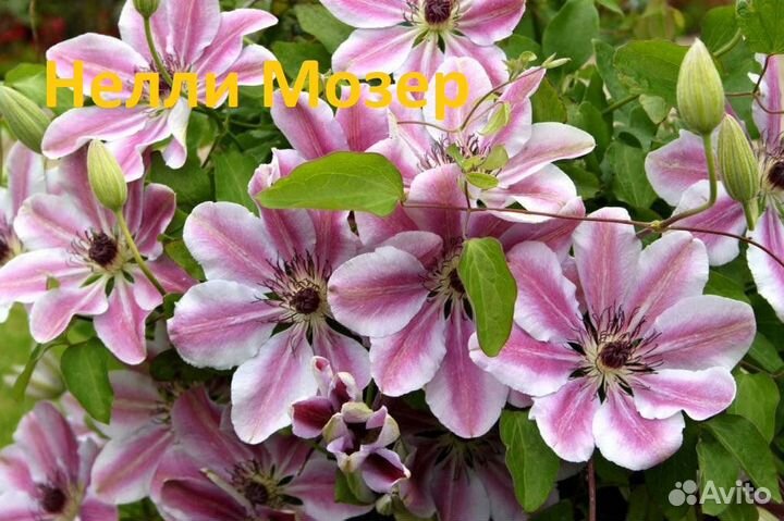 Клематисы