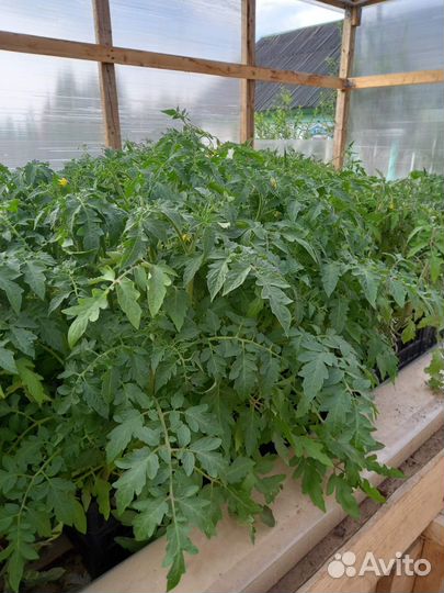 Продам рассаду овощей