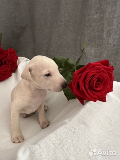 Левретка щенки