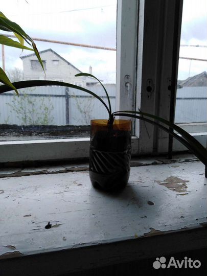 Гиппеаструм