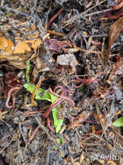 Черви для рыбалки (из компостной ямы)