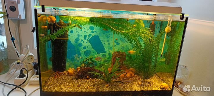 Аквариум с оборудованием и обитателями
