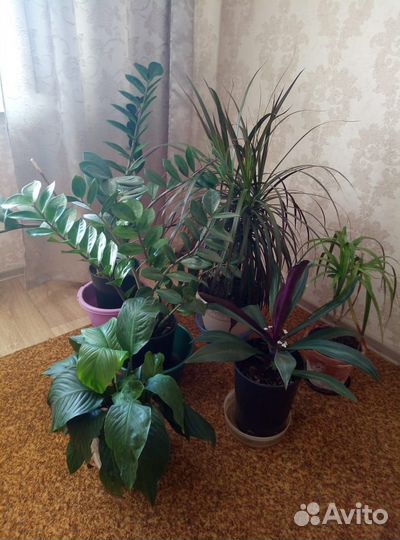 Продам цветы комнатные