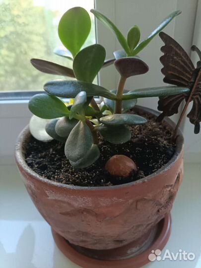 Продам цветы комнатные