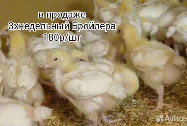 Цыплята суточные