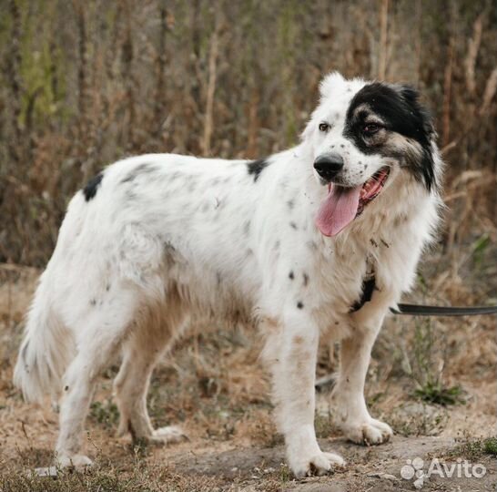 Роскошный пёс Елисей ищет хозяина