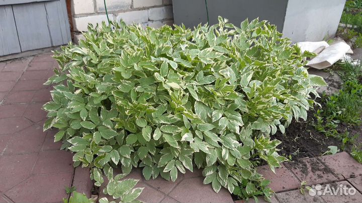 Сныть обыкновенная