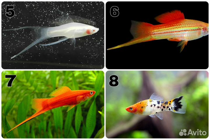 Аквариумные рыбки. Обновление от 29.04
