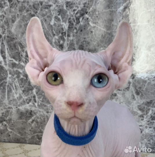 Канадский сфинкс эльф разноглазый