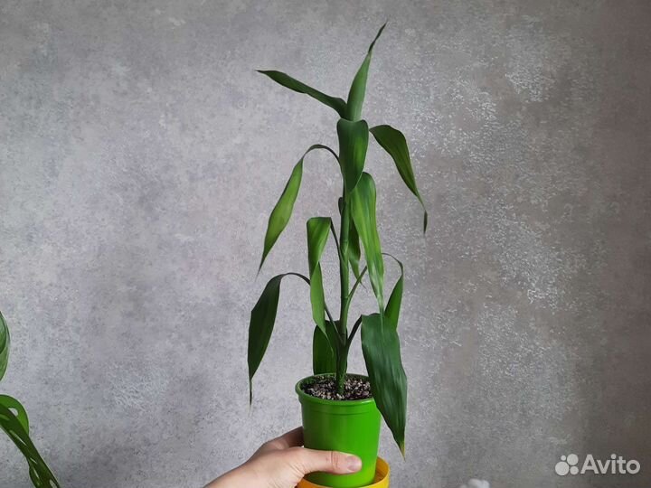 Драцена Сандера (Sandero/ бамбук счастья)