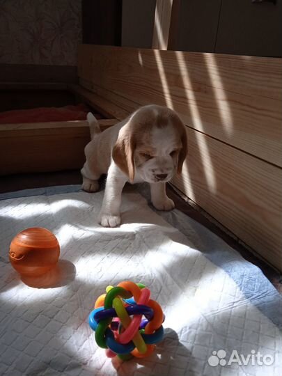 Щенок бигля (РКФ)