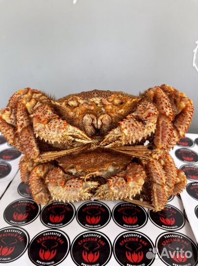 Краб Волосатик