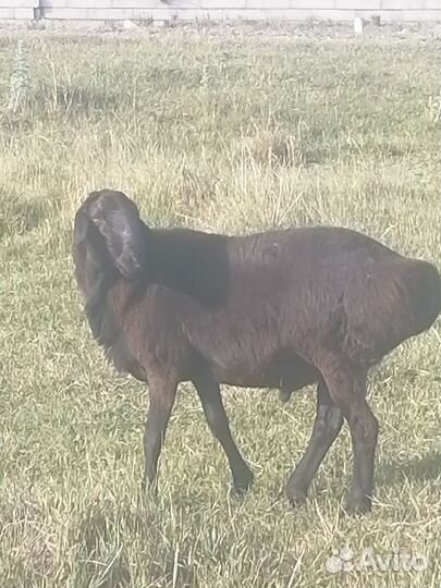 Молодой баран