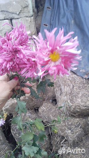 Цветы :хризантемы, розы, календула, ромашка