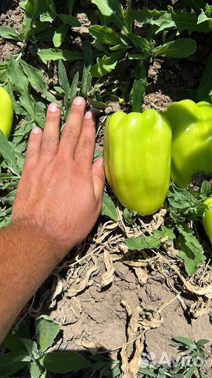 Перец болгарский оптом