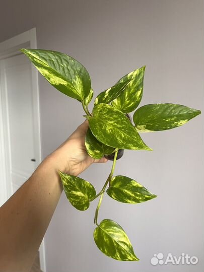 Сциндапсус золотистый