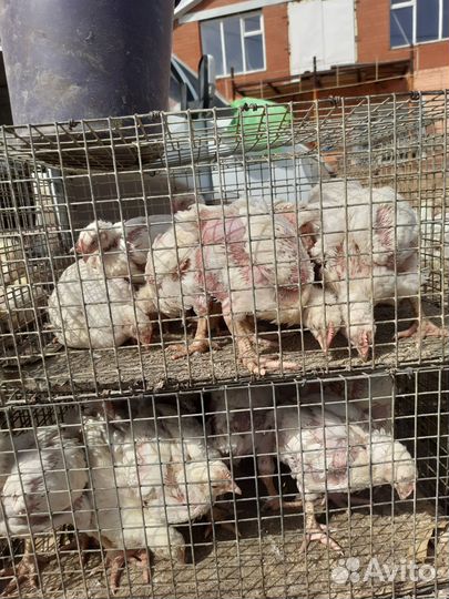 Куры бройлеры