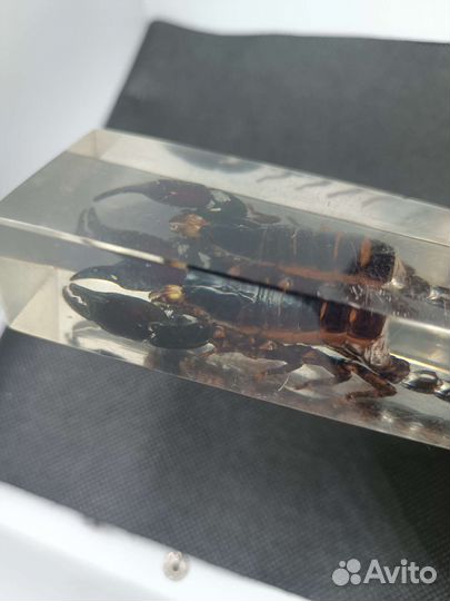 Скорпион в эпрксидке