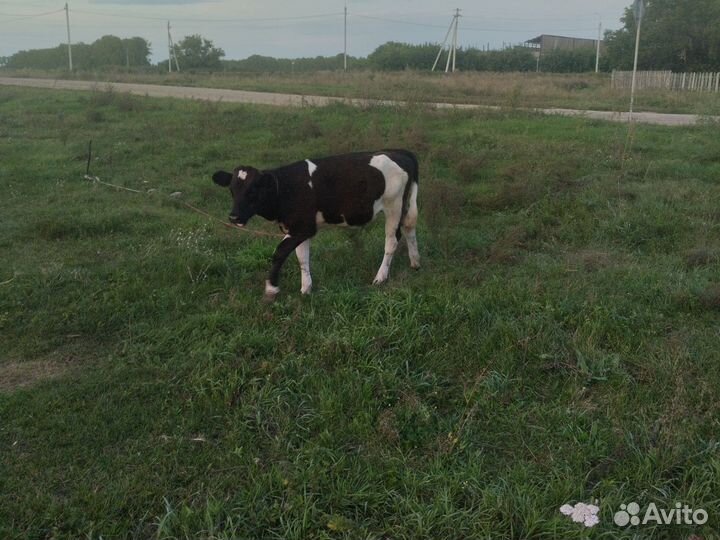 Корова стельная дойная