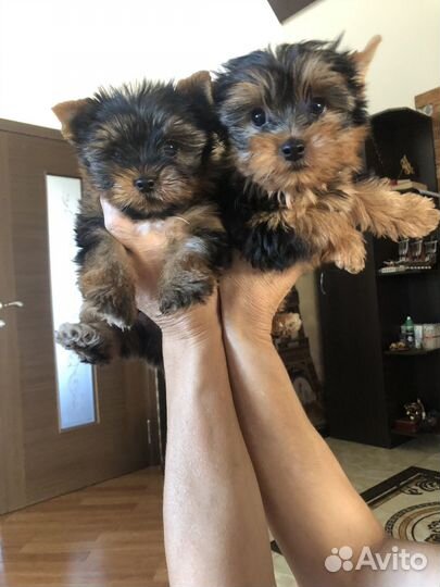 Мальчики йорки