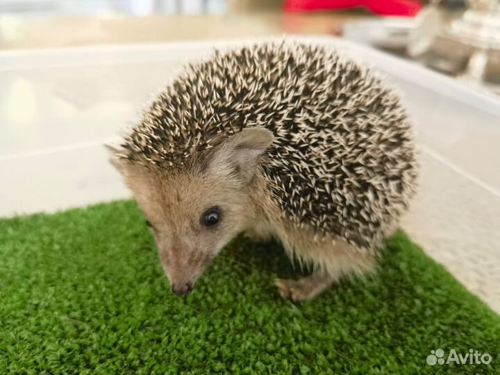 Ёжик мини с большими ушками