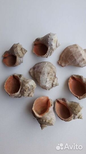 Морские ракушки раковины ч беспл.доставкой