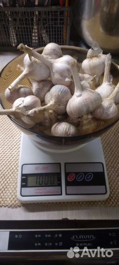 Семена чеснока