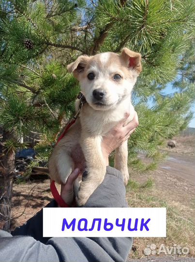 Щенки В дар